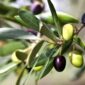 Migliore Varietà di Olive per Olio